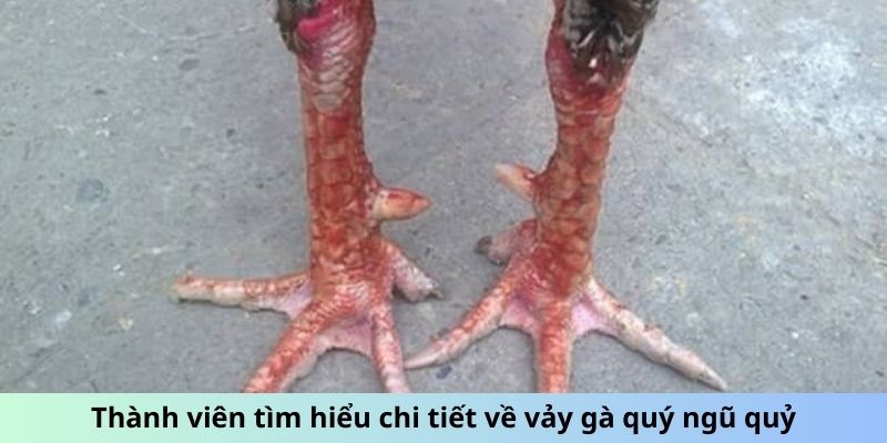 Vảy Gà Quý - Chiến Kê Bất Bại Với Đặc Điểm Vảy Đặc Biệt 2 Trang Chủ Jun88.com #1 Việt Nam Thành viên tìm hiểu chi tiết về vảy gà quý ngũ quỷ