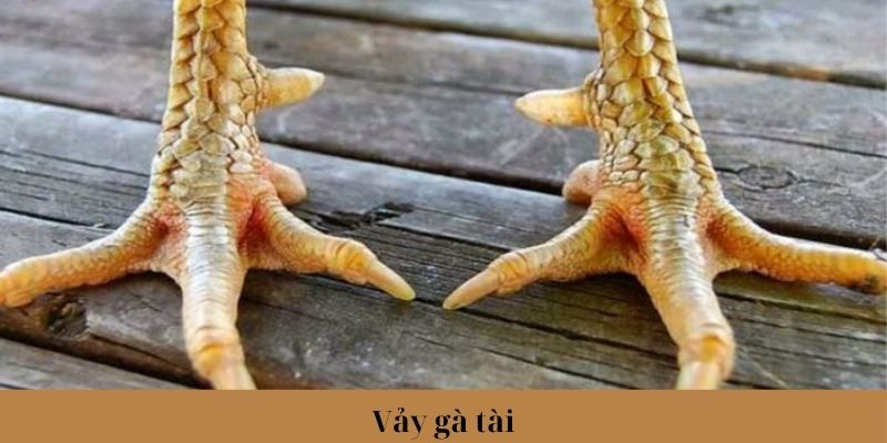 Vảy Gà Tài - Đặc Điểm Xác Định Thần Kê Chính Xác Nhất 2024 1 Trang Chủ Jun88.com #1 Việt Nam Tìm hiểu về ý nghĩa của vảy gà Tài cùng Jun88